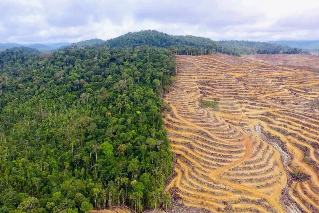 Pembahasan mengenai beberapa dampak deforestasi yang buruk untuk lingkungan yang wajib dipahami oleh kita semua.