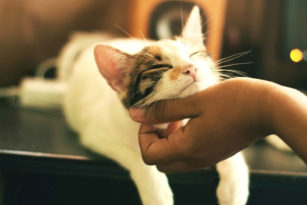 Artikel kali ini membahas tentang beberapa manfaat memiliki hewan peliharaan di rumah yang ternyata sangat bagus untuk manusia.