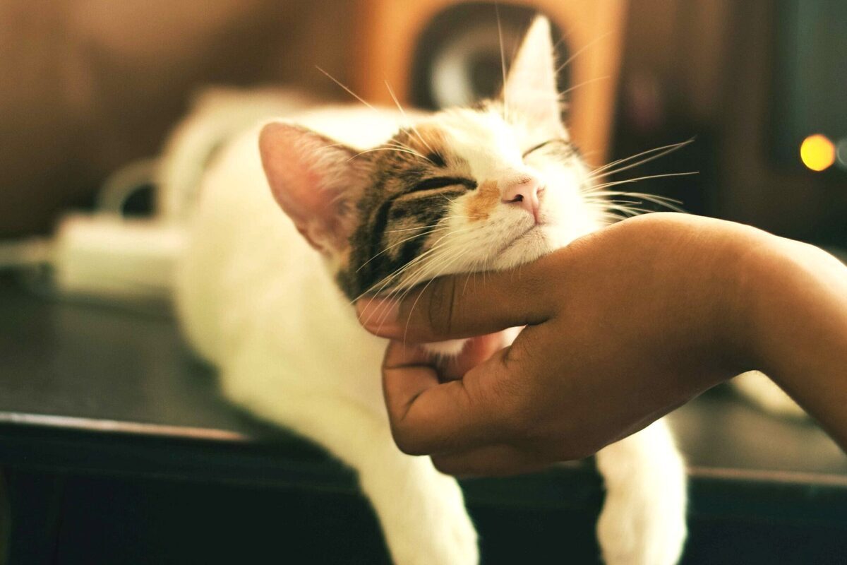Artikel kali ini membahas tentang beberapa manfaat memiliki hewan peliharaan di rumah yang ternyata sangat bagus untuk manusia.