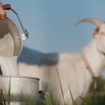 Artikel kali ini membahas mengenai beberapa manfaat susu kambing yang baik dan penting untuk kesehatan tubuh manusia.