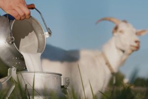 Artikel kali ini membahas mengenai beberapa manfaat susu kambing yang baik dan penting untuk kesehatan tubuh manusia.